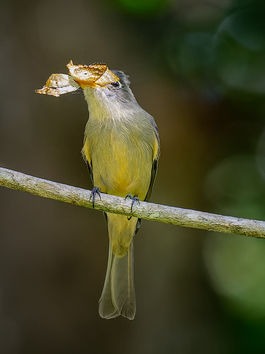 Cuban Pewee Eating White Peacock Butterfly.jpg